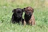 STAFFIE 065